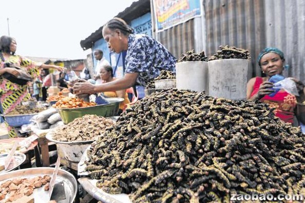 刚果的昆虫餐