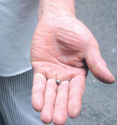 图为枪击玻璃门的气枪子弹.(美国《侨报》/李竑 摄)