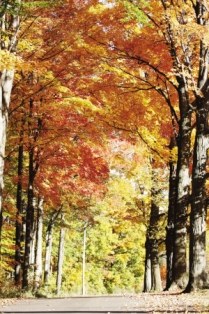 ���ô��Ҷ�ֽ���