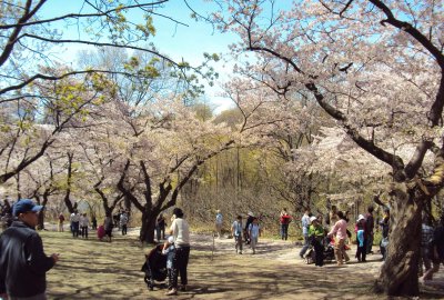 中国大陆游客赴加拿大观光人数创七年来最大增幅