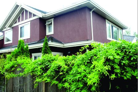 加拿大华裔男婴遭胶水灌耳疑舅母因继承家产生妒