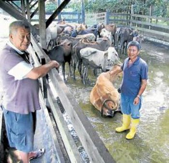 ����40���ٷ˳ֵ�����30ͷ��ţ������ʧ���أ�ͼ��