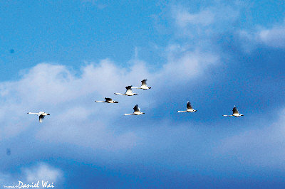 ����������ѩ��