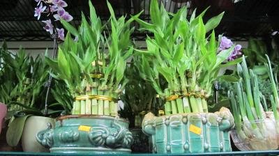 ������ϲ������ӭ������ת�����г����������