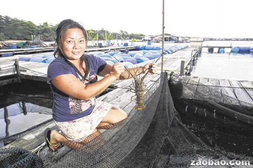 新加坡华人全职女渔农:卖房投入鱼产养殖(图)