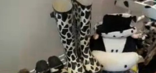 澳洲华裔女博士喜爱奶牛收藏数千件奶牛相关物品