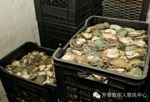 两名中国男子在南非涉嫌非法加工鲍鱼被捕