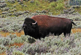 ̨��Ůѧ��������ʯ��԰��Ұţ���ձ���������