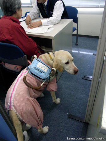 日本导盲犬让我看到了什么