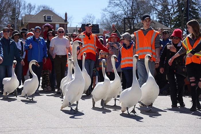 加拿大安大略省小城举行年度“天鹅大游行”