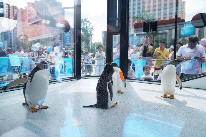 哈尔滨“淘学企鹅”开启暑期户外巡游