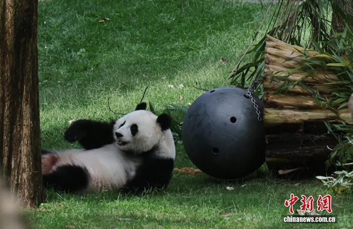 华盛顿:游客参观旅美大熊猫