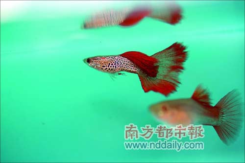 广州首次最大规模的孔雀鱼比赛近日举行