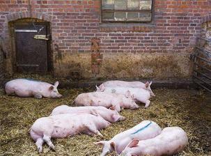 辽宁省大连市发生非洲猪瘟疫情 死亡生猪11头