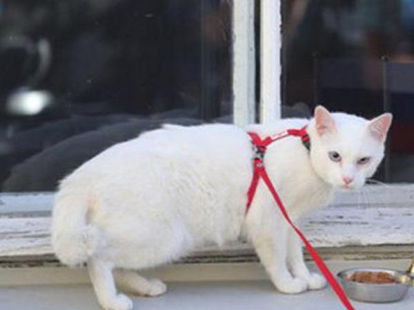 小猫当选俄罗斯世界杯预言家
