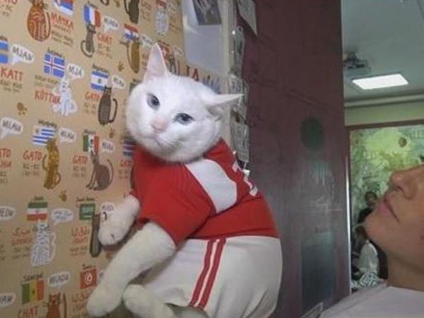 接班章鱼保罗 猫咪预言世界杯