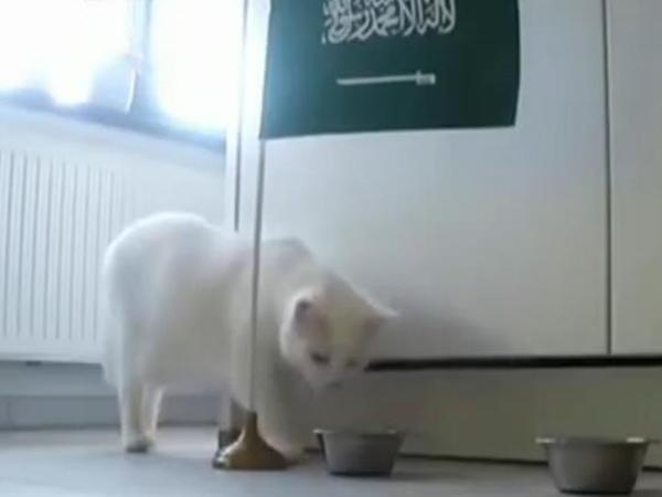世界杯揭幕战 猫咪预测官预测沙特队获胜