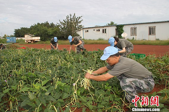 �����յ�ά��ҽ�ƶӡ�����ũ����ϲ����գ�ͼ��