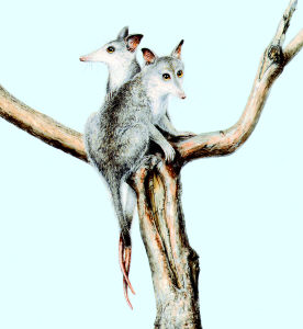 1.25亿年前新化石表明 中国袋兽是有袋类动物祖先