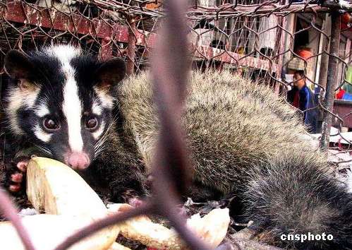 人类sars冠状病毒动物源性被证明 果子狸为主凶