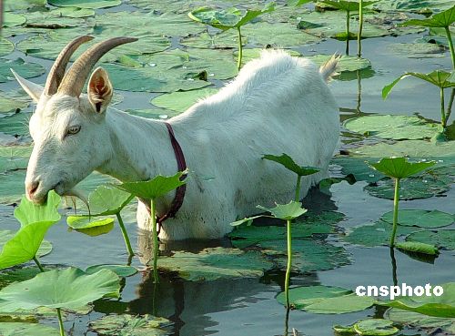 山羊水中纳凉进餐