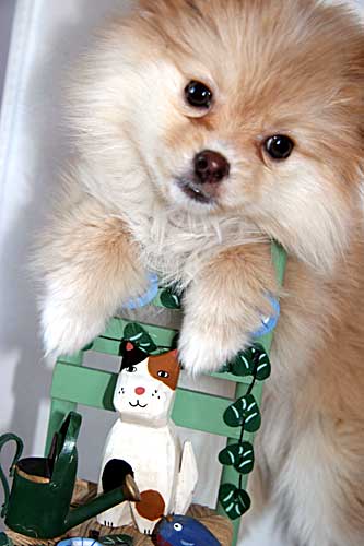 组图:乖乖宠物狗趣图