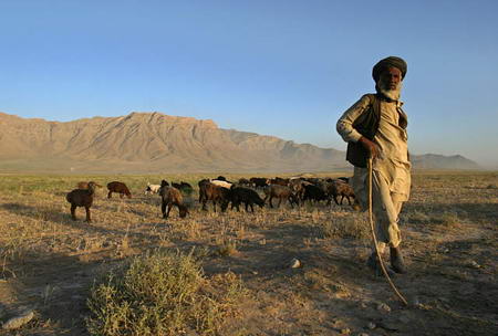图文报道:一名阿富汗牧羊人在喀布尔郊外放羊