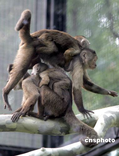 图非洲灰斑悬猴在北京动物园繁殖后代