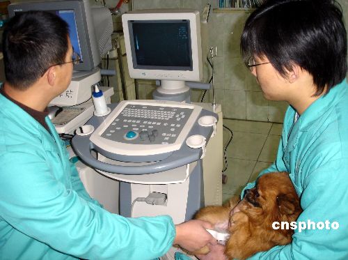 犬猫疫苗接种:为它们的生命健康撑起保护伞