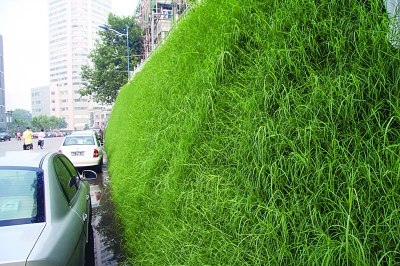 绿化坡道去年长势很好.朱旭先 摄