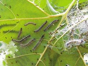 �����������׶���Ű�ӱ�������������