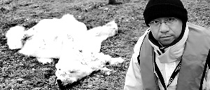 16岁高龄北极熊尸体瘦成毛毯见证者称为自然老死