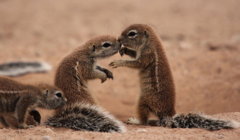 其中两只仅有4个月大的小松鼠,羞涩的牵手亲吻,可爱逗趣.