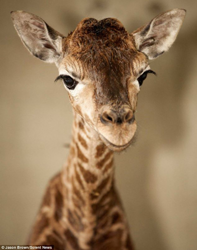 意大利动物园长颈鹿越狱横冲直撞吓煞路人