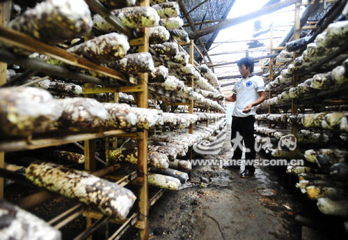 ��������ɫ���ø�ũ��