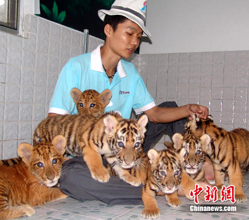 深圳野生动物园有了3位虎爸爸组图