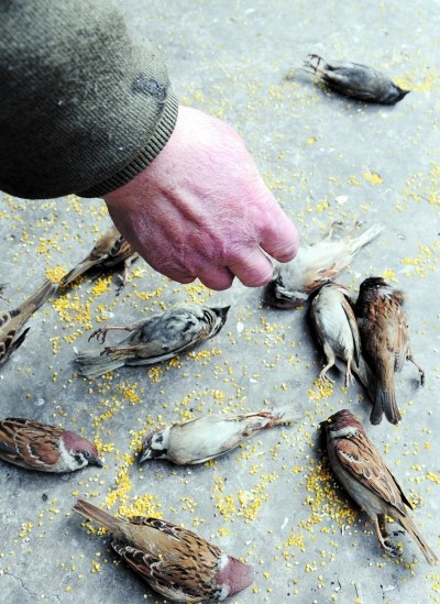 老人买米喂百只麻雀 缺德人下药全给毒死(图)——中新网