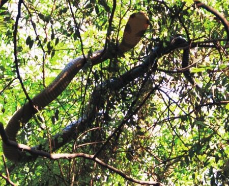 四川攀枝花公园树枝上现两米多长眼镜王蛇(图)