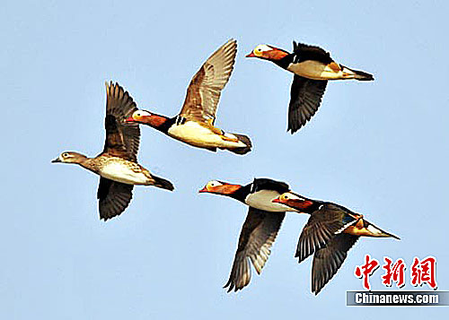 今年首批鸳鸯飞抵吉林松花江长白岛(图)