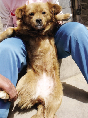 "公狗"产6只小崽 专家疑其有两套生殖器官(图)