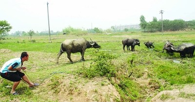 ��ͷţ��ҹ��˽�����������׳��ϰ壨ͼ��