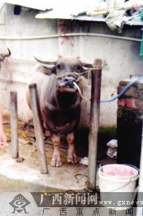 ���׻�ţ��ǿ�й�ˮ��ʮ����֪���߳�Ϊ�������