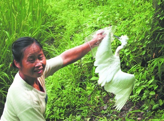 �Ĵ���˳Լ300ֻ�������������ݻ��Ҳ�����Ⱦ