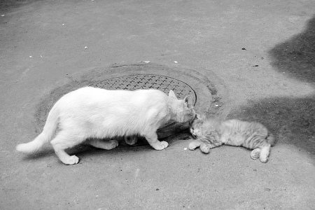 Сè��������¥ˤ��ͬ�鲻����Ϊ��������Ѫ��