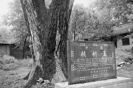 �й������������ܳ溦����Σ��500������