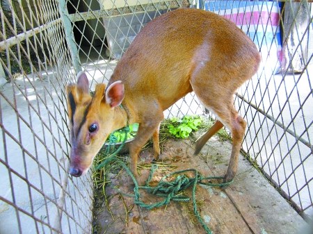 新闻中心 社会新闻  核心提示   "那东西长了两只小角,看起来不像是鹿