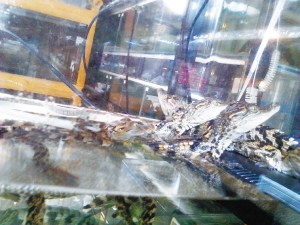 商贩用幼鳄充迷你鳄当宠物售卖不知私自销售违法