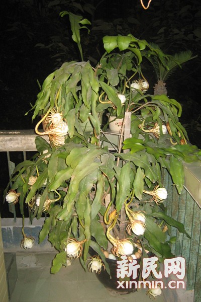 30岁高龄昙花盛夏吐蕊 一夜开出五十几朵(图)