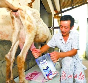 男子楼顶养羊哺育爱女 称不信任市场在售奶粉(图)