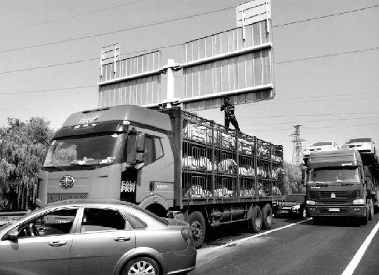 大货车上装载的 160头肉猪在烈日下被晒得直哼哼,司机只好现场给猪